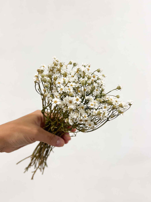 GEA » Mazzo di Ixodia naturale