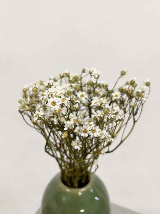 GEA » Mazzo di Ixodia naturale