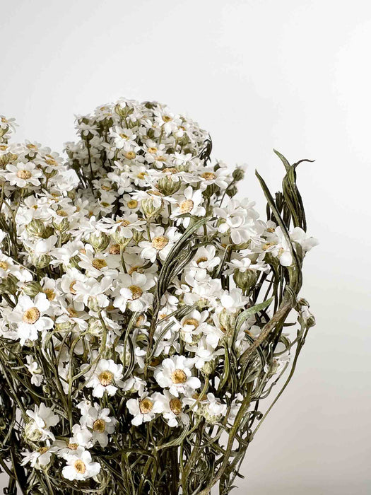 GEA » Mazzo di Ixodia naturale