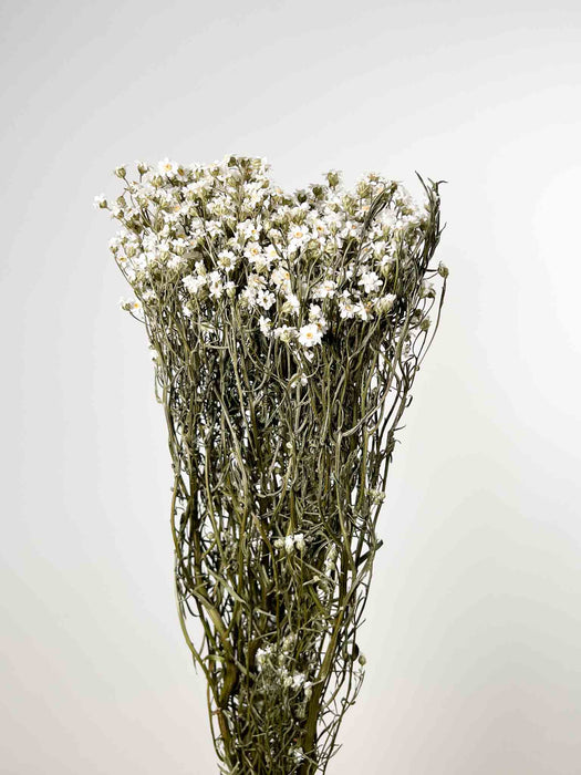 GEA » Mazzo di Ixodia naturale