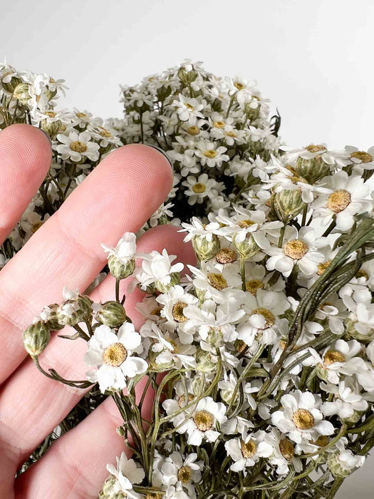 GEA » Mazzo di Ixodia naturale