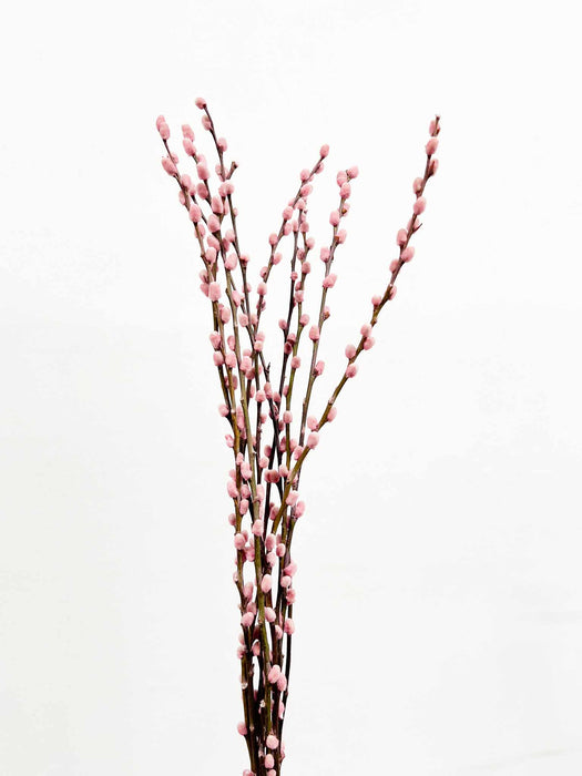 JANE » Mazzo di Salice colorato essiccato rosa chiaro