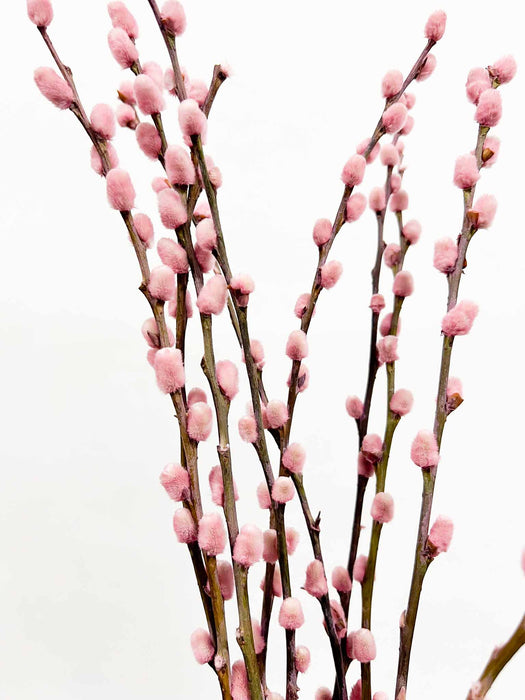 JANE » Mazzo di Salice colorato essiccato rosa chiaro
