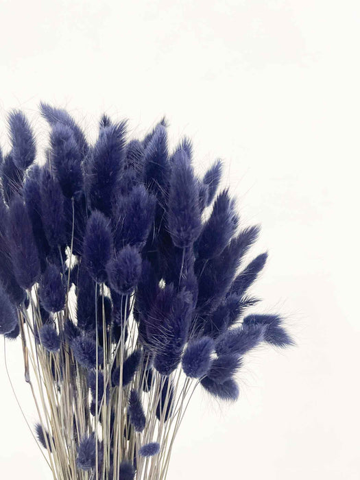 ISMAEL » Mazzo di Lagurus blu notte