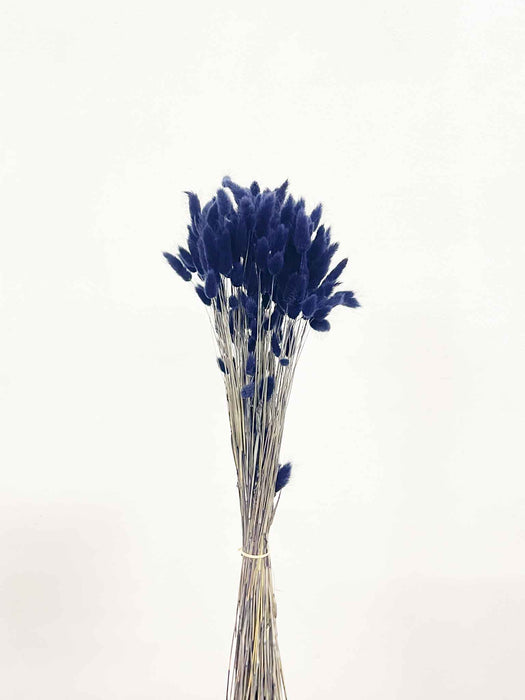 LAGURUS » dried night blue - ISMAEL