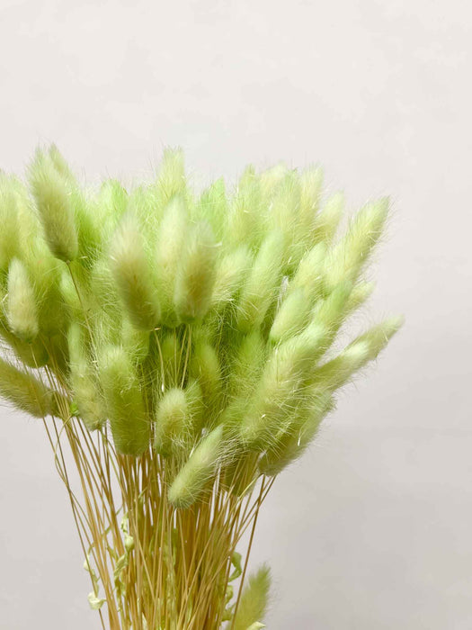 QUIRINO » Mazzo di Lagurus verde pastello