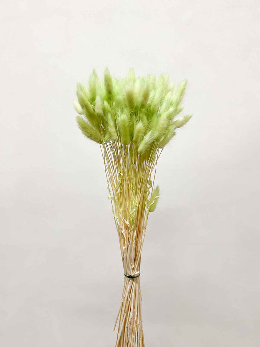 QUIRINO » Mazzo di Lagurus verde pastello