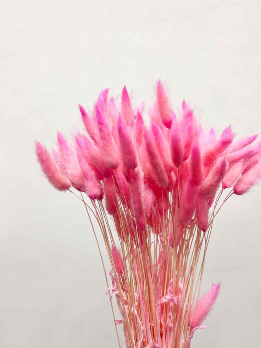 EUDORA » Mazzo di Lagurus fucsia pastello