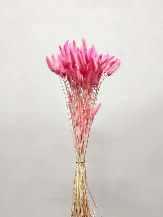 EUDORA » Mazzo di Lagurus fucsia pastello