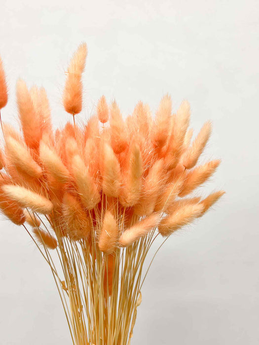 CLEMENTINA » Mazzo di Lagurus arancione pastello