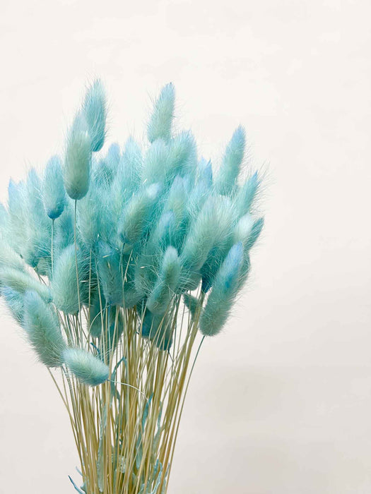 MIRELLA » Mazzo di Lagurus azzurro pastello