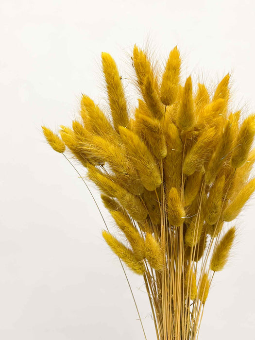 MATTEO » Mazzo di Lagurus senape