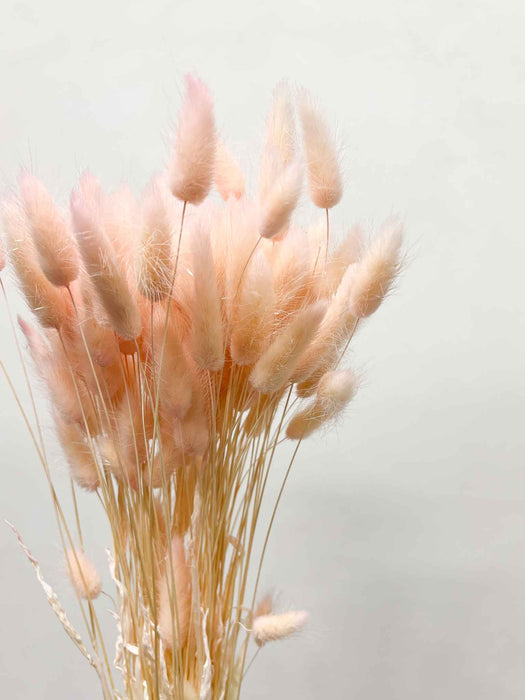 ISADORA » Mazzo di Lagurus rosa pastello