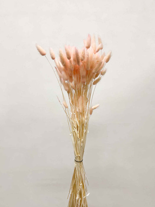 ISADORA » Mazzo di Lagurus rosa pastello