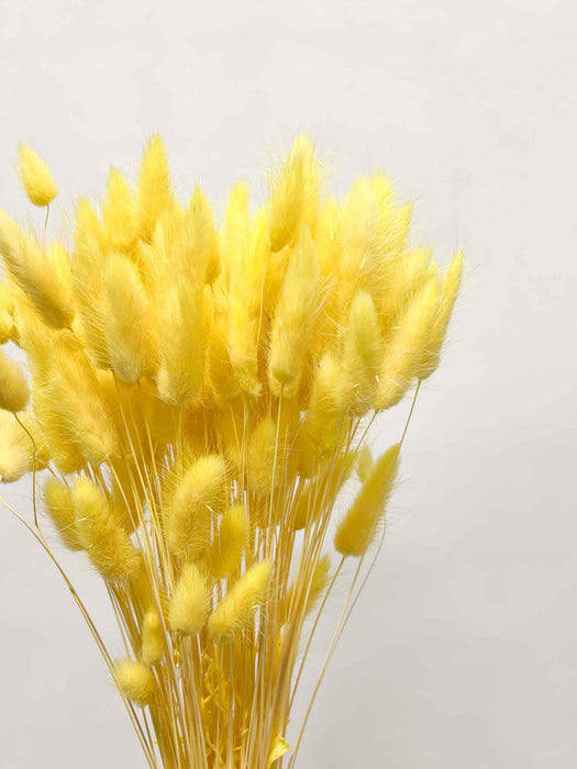PATRIZIA » Mazzo di Lagurus giallo pastello