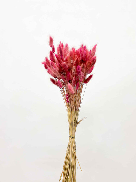 TARA » Mazzo di Lagurus rosa scuro antico