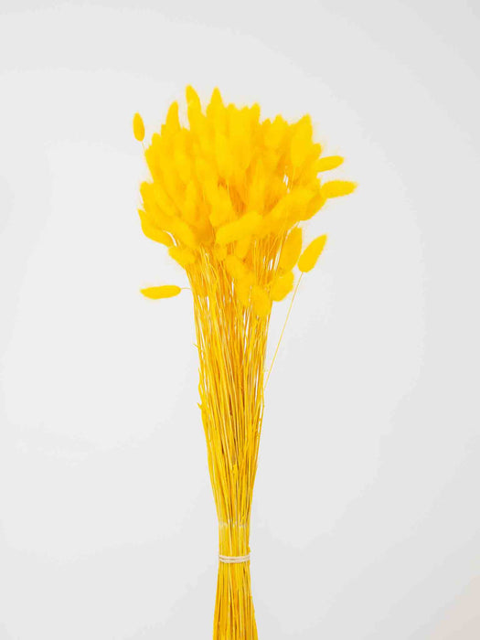 LAGURUS » dried yellow - IVANA