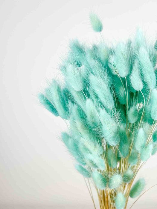 ELIDE » Mazzo di Lagurus colorato acquamarina