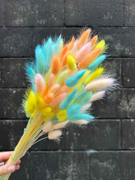 ROMINA » Mazzo di Lagurus multicolor colori pastello