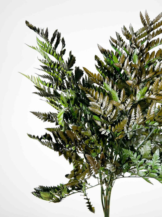 NAUSICA » Felce Cuoio stabilizzata verde