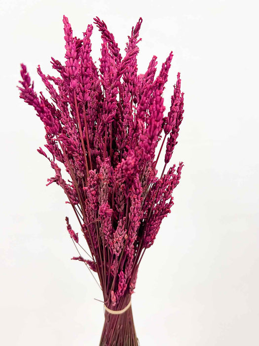 LUCIA » Lavanda stabilizzata fucsia