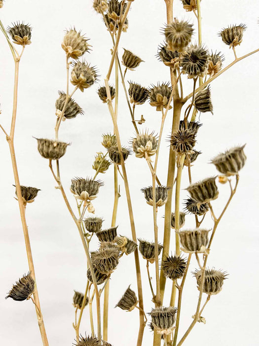 FLAVIANO » Lavatera naturale