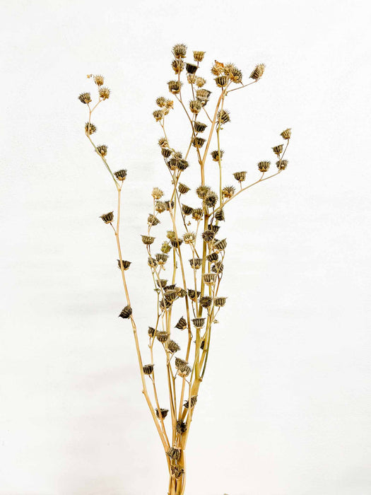 FLAVIANO » Lavatera naturale