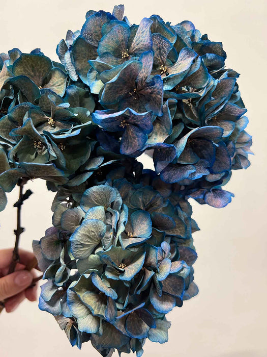 LEONARDA » 3 ortensie essiccate dalle tonalità sfumate del blu