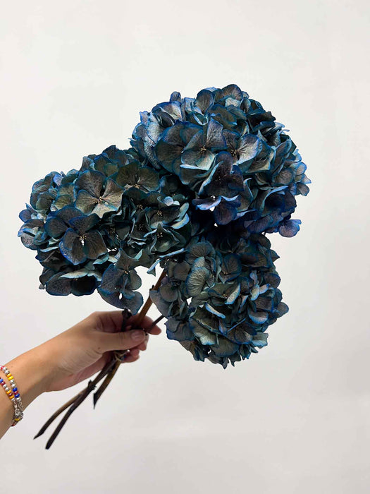 HYDRANGEAS » blue dried with shaded tones