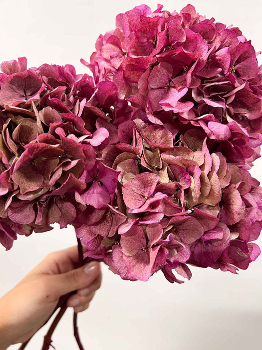 LEONARDA » 3 ortensie essiccate dalle tonalità sfumate del fucsia