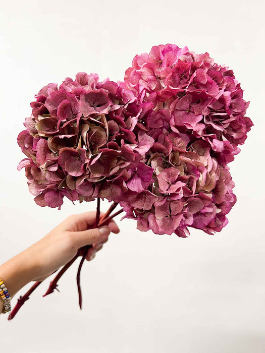 HYDRANGEAS » fuchsia dried with shaded tones