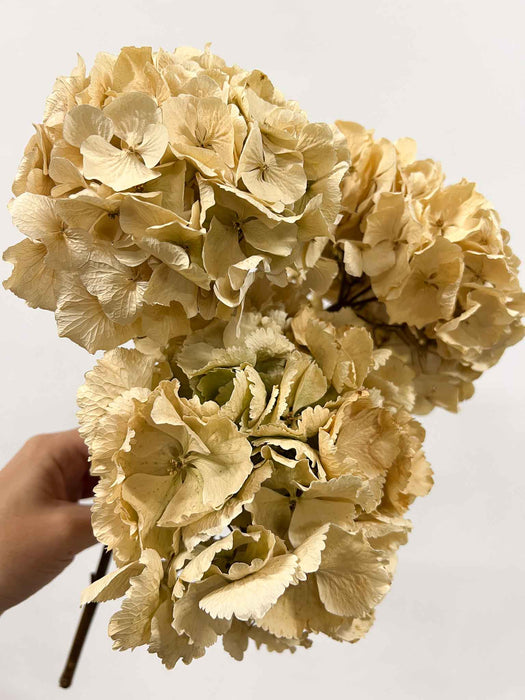 LEONARDA » 3 ortensie essiccate naturali