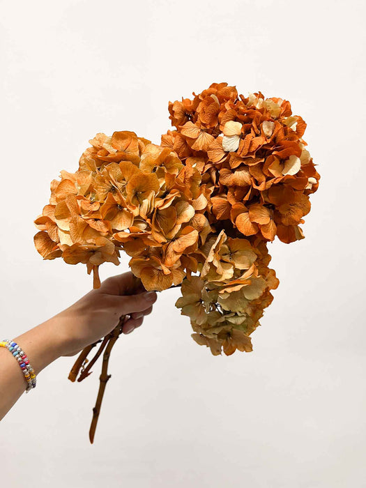 HYDRANGEAS » orange dried with shaded tones