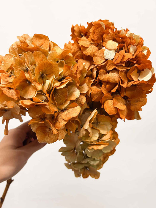 LEONARDA » 3 ortensie essiccate dalle tonalità sfumate dell'arancione