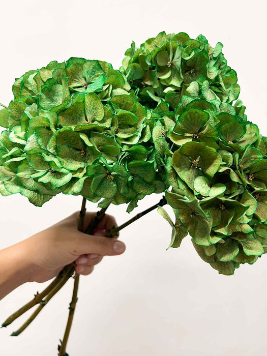 Hydrangeas » green dried with shaded tones