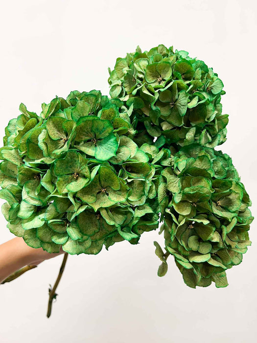 LEONARDA » 3 ortensie essiccate dalle tonalità sfumate del verde