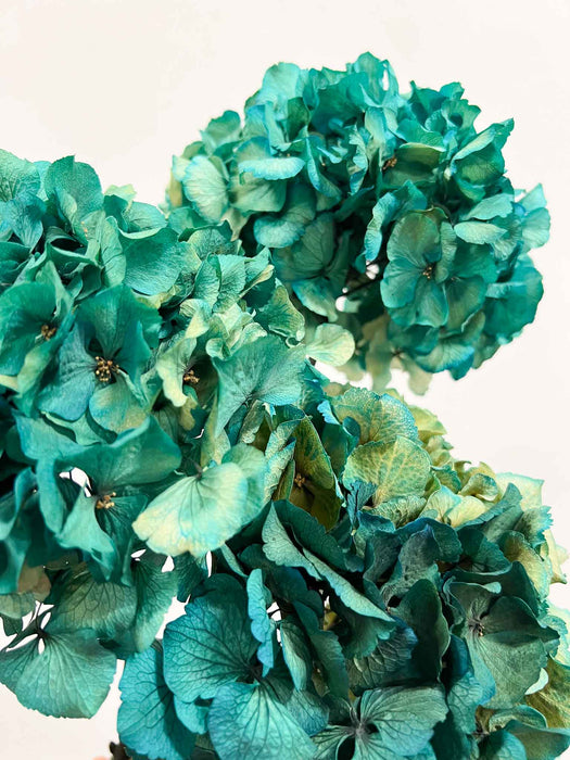 LEONARDA » 3 ortensie essiccate dalle tonalità sfumate del verde petrolio