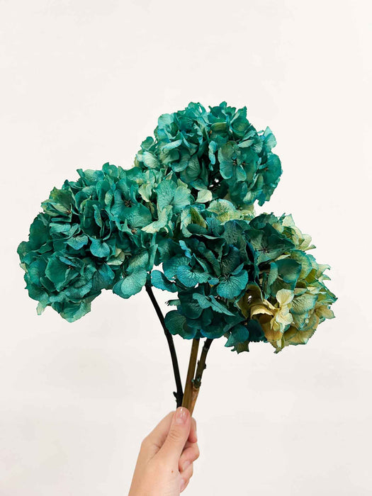 LEONARDA » 3 ortensie essiccate dalle tonalità sfumate del verde petrolio
