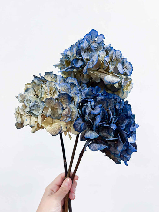 HYDRANGEAS » blue dried with shaded tones