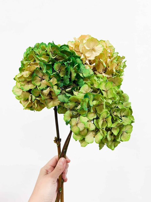Hydrangeas » green dried with shaded tones