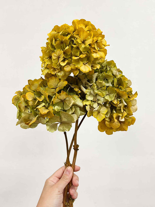LEONARDA » 3 ortensie essiccate dalle tonalità sfumate del giallo