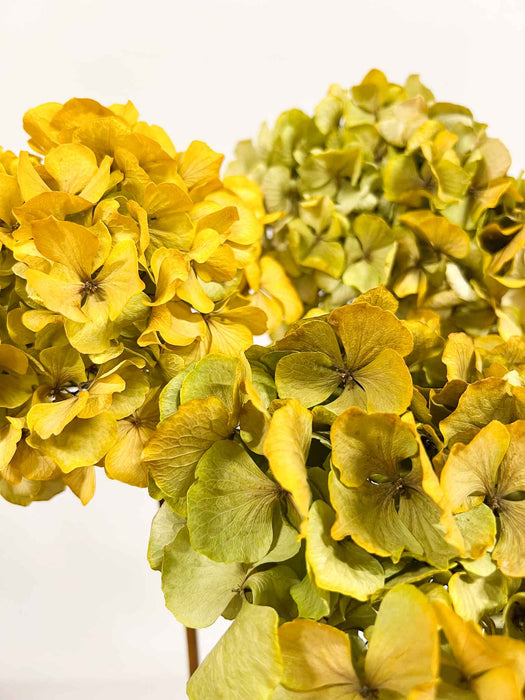 LEONARDA » 3 ortensie essiccate dalle tonalità sfumate del giallo