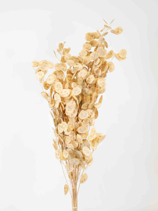 MARIANO » Mazzo di Lunaria naturale