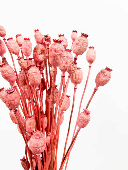 MANOLA » Mazzo di porta semi del Papavero rosa