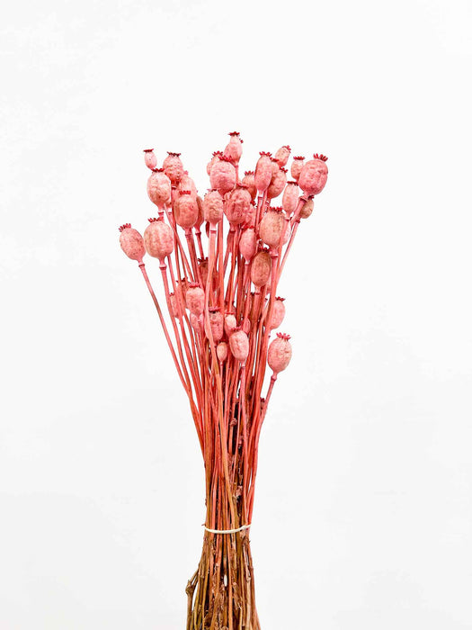 MANOLA » Mazzo di porta semi del Papavero rosa