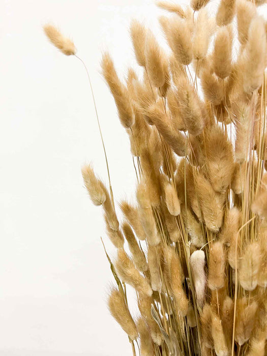 MARIANGELA » Mazzo di Lagurus naturale grande