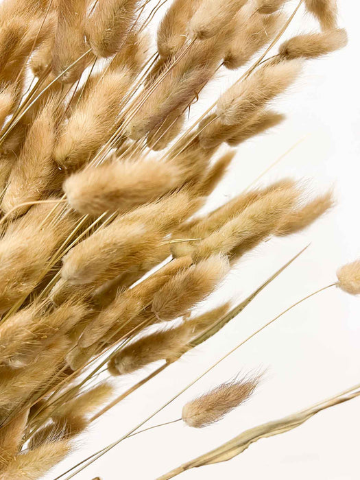 MARIANGELA » Mazzo di Lagurus naturale grande