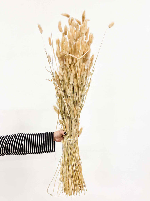 LAGURUS » natural dried