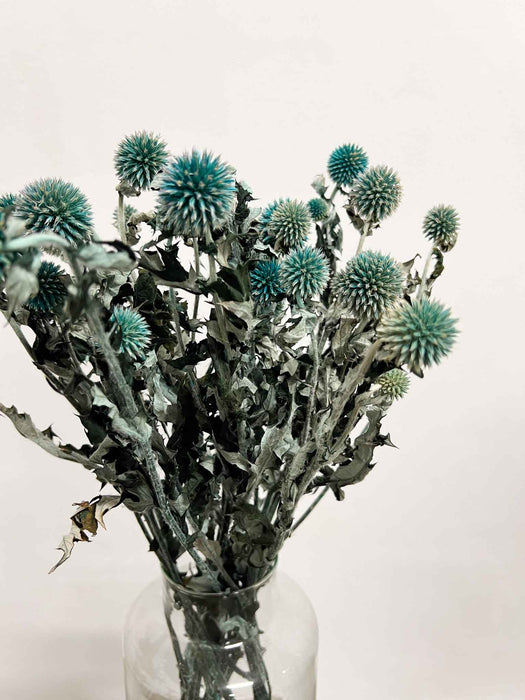 MARISTELLA » mazzo di echinops stabilizzato petrolio