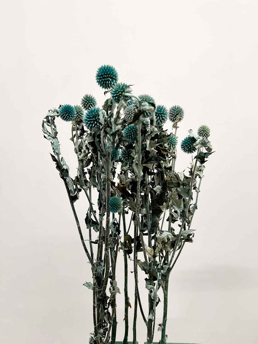MARISTELLA » mazzo di echinops stabilizzato petrolio